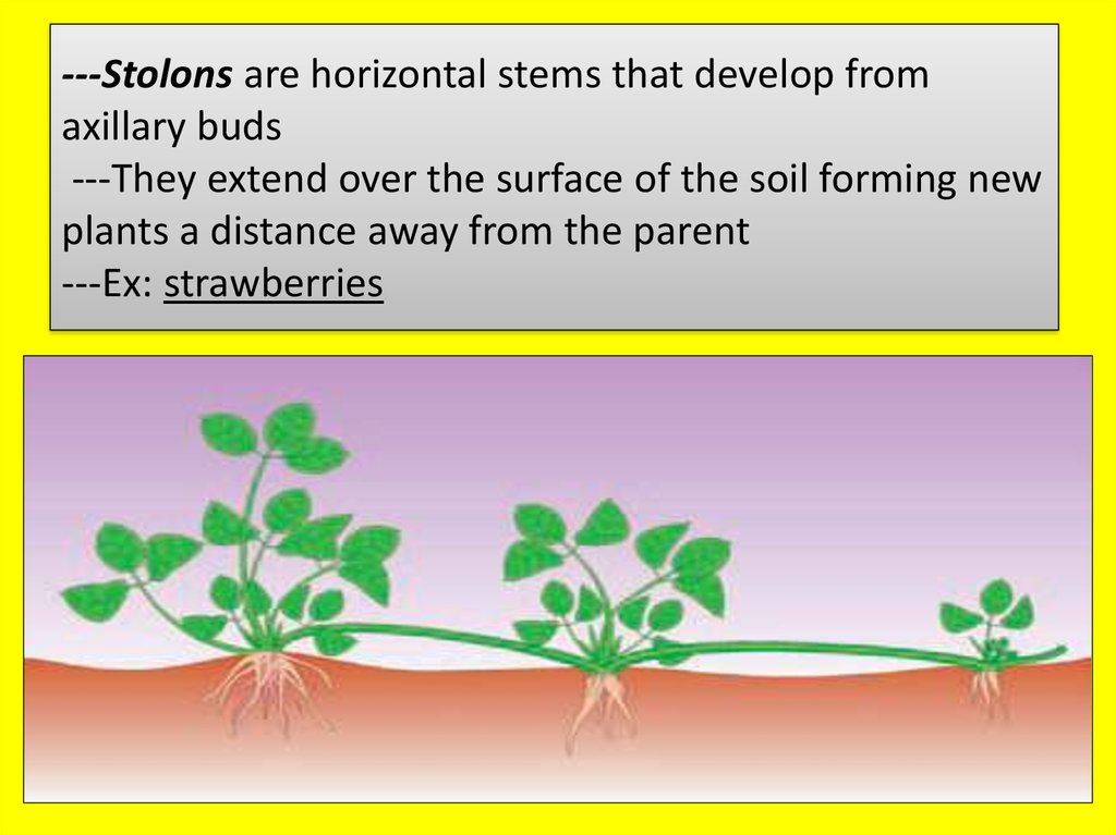---Stolons are horizontal stems that develop from axillary buds ---They extend over the surface of the soil forming new plants
