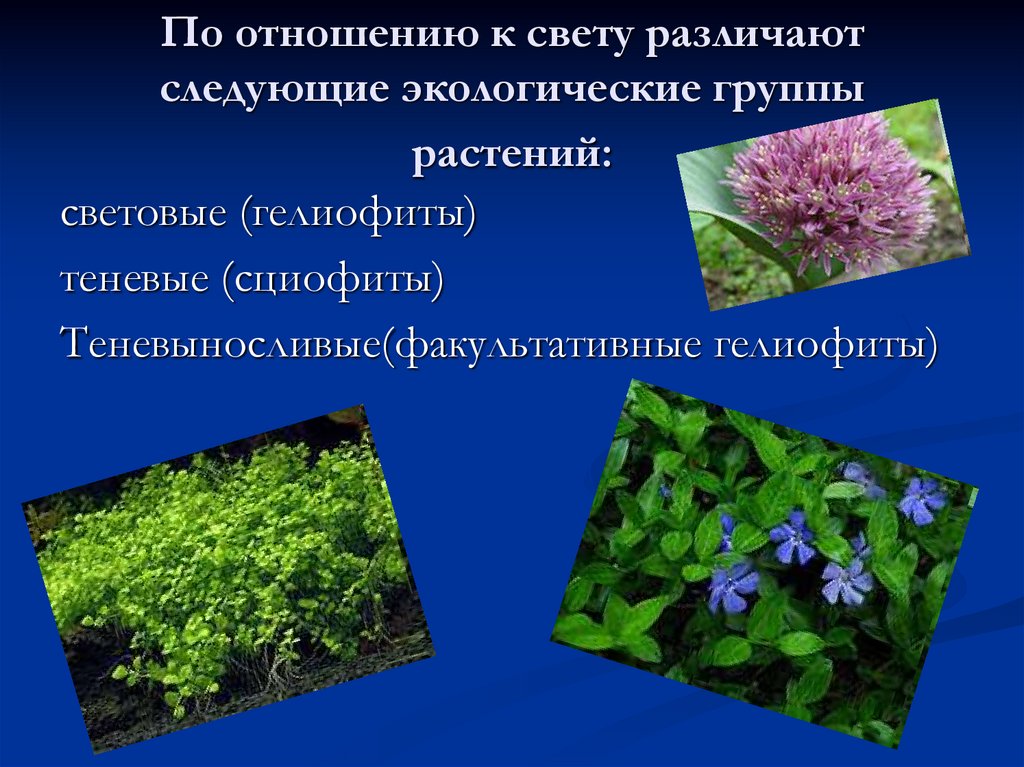 По отношению к свету различают следующие экологические группы растений: