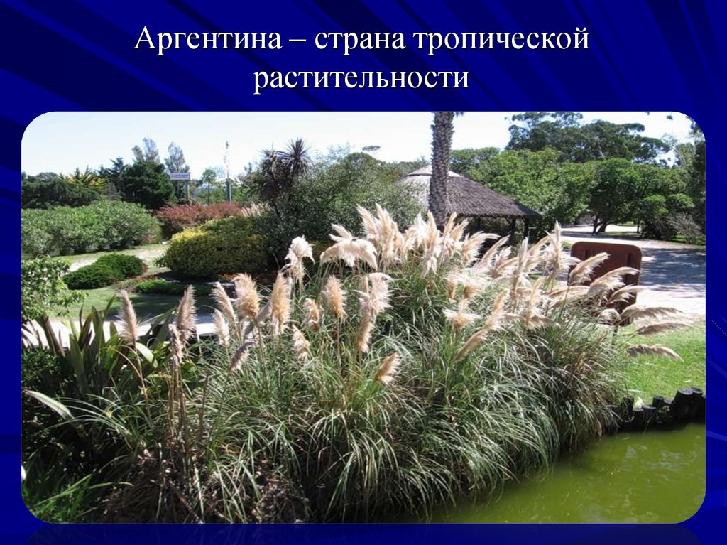 Аргентина значение. Растительный мир Аргентины презентация. Растения Аргентины. Аргентина растительный Покров. Аргентина Южной Америки растительный мир.