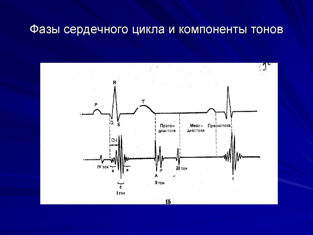 Звук тонов сердца. Фазовая структура сердечного цикла на ЭКГ. Фазы сердечного цикла график физиология. Фазы деятельности сердца физиология. Фазовая структура сердечного цикла.