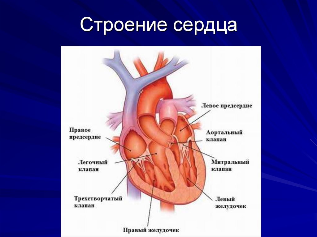 Правое предсердие является. Сердце желудочки и предсердия клапаны. Строение клапанов сердца. Строение клапанного аппарата сердца. Клапаны сердца анатомия.