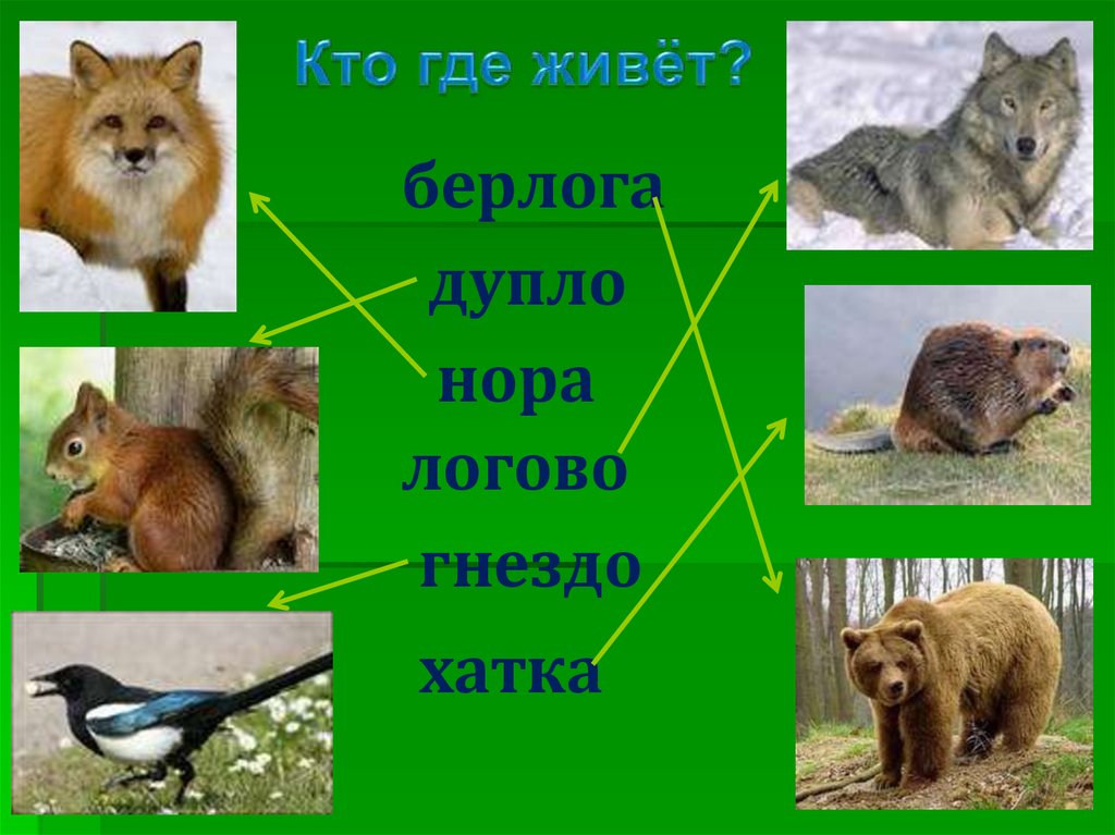 Где живет соболь. Кто живет в норах 1 класс. Знаток кто где живёт?. В дуплах и хатках и логове кто живет. Перечень перечень живущих в норах животных.