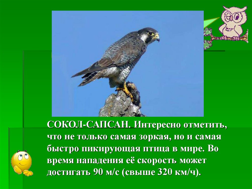 Соколе слова. Рассказать о птице Сокол. Сообщение о птице Сокол. Сокол рассказ. Сокол описания краткое.