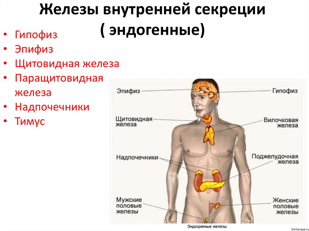 Характеристика желез организма человека