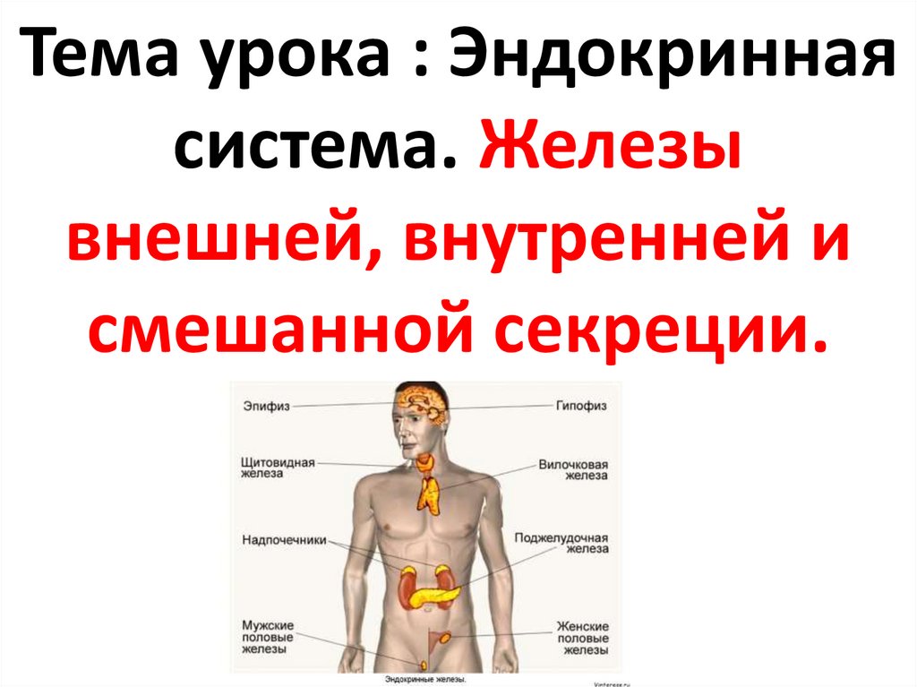 Железы внутренней секреции презентация 8. Эндокринная система. Эндокринная система человека 8 класс. Эндокринная система презентация. Эндокринная система железы внешней секреции.