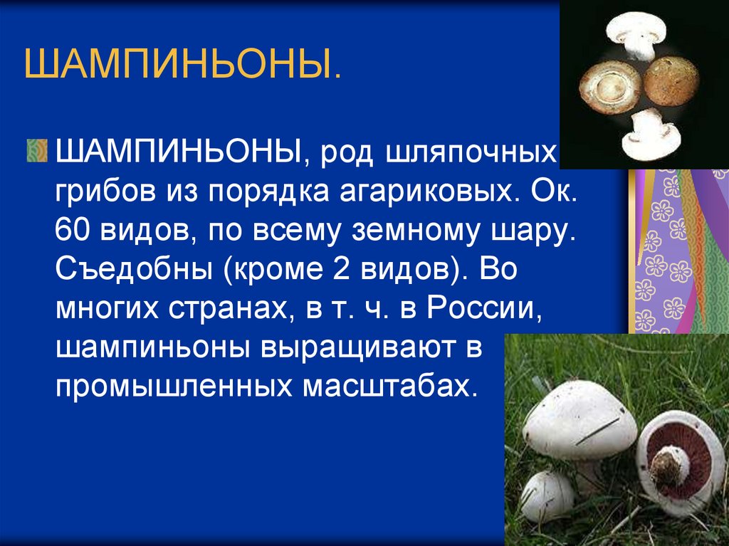 К какой группе относится шампиньон. Информация о грибе шампиньон. Доклад про гриб шампиньон. Грибы рода шампиньоновых. Сообщение о шампиньоне.