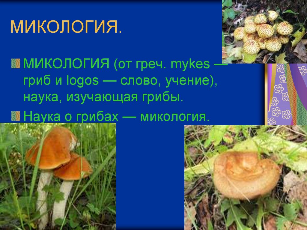 Науку о грибах называют. Микология наука о грибах. Грибы микология. Микология презентация. Наука о грибах 5 класс.