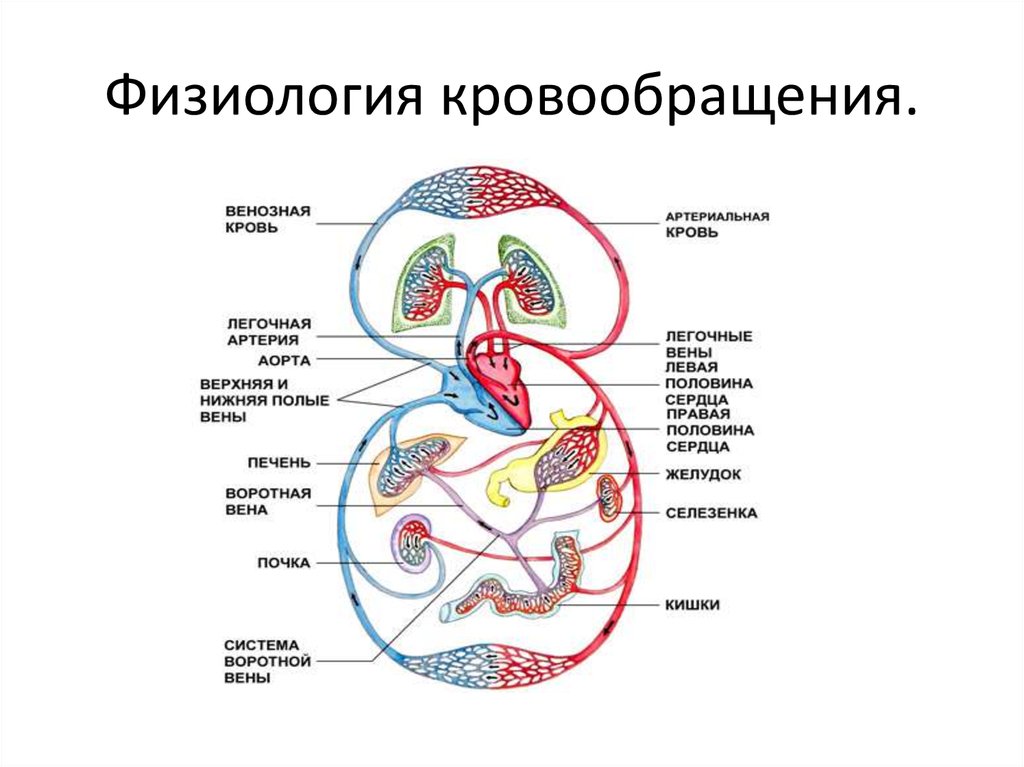 Круги кровообращения роль. Физиология человека круги кровообращения схема. Большой и малый круг кровообращения физиология. Строение и функции большого круга кровообращения. Структура кругов кровообращения физиология.