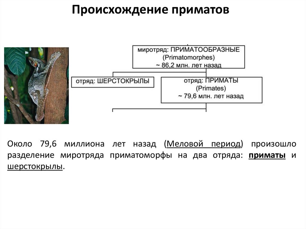 Происхождение приматов