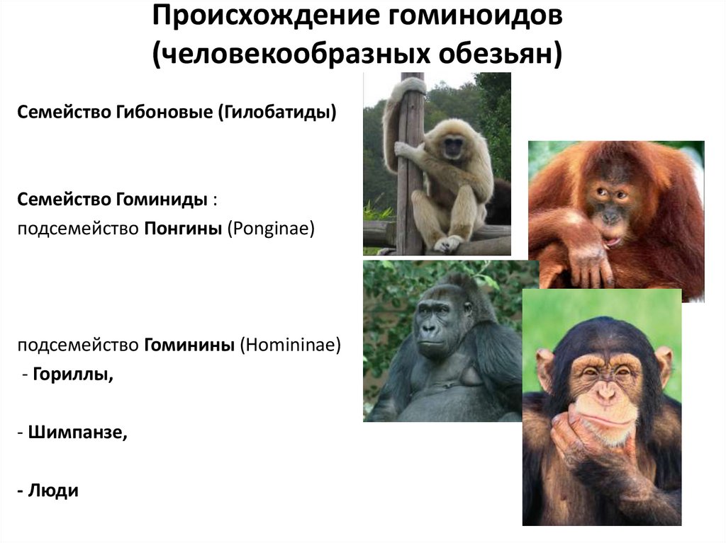 Каких обезьян относят к человекообразным обезьянам