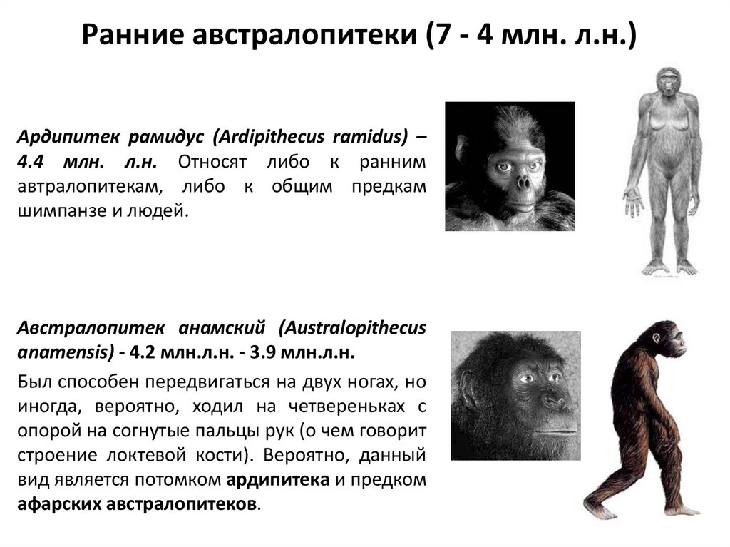 Что в переводе с латинского означает австралопитек