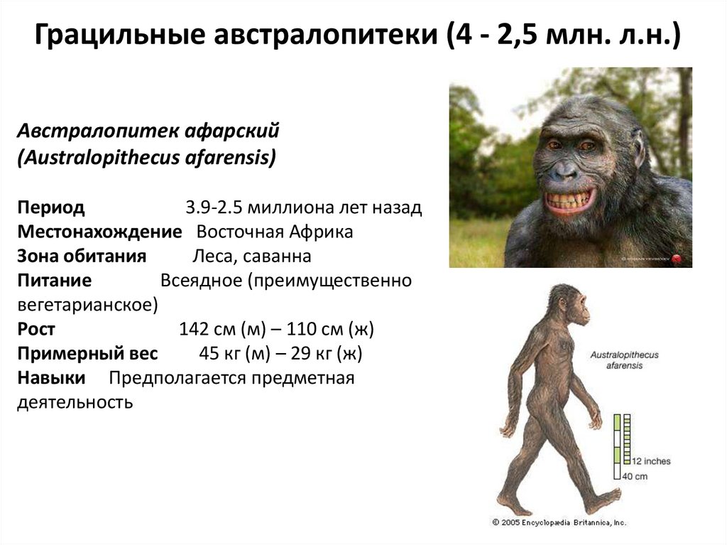 Особенности черепа австралопитека