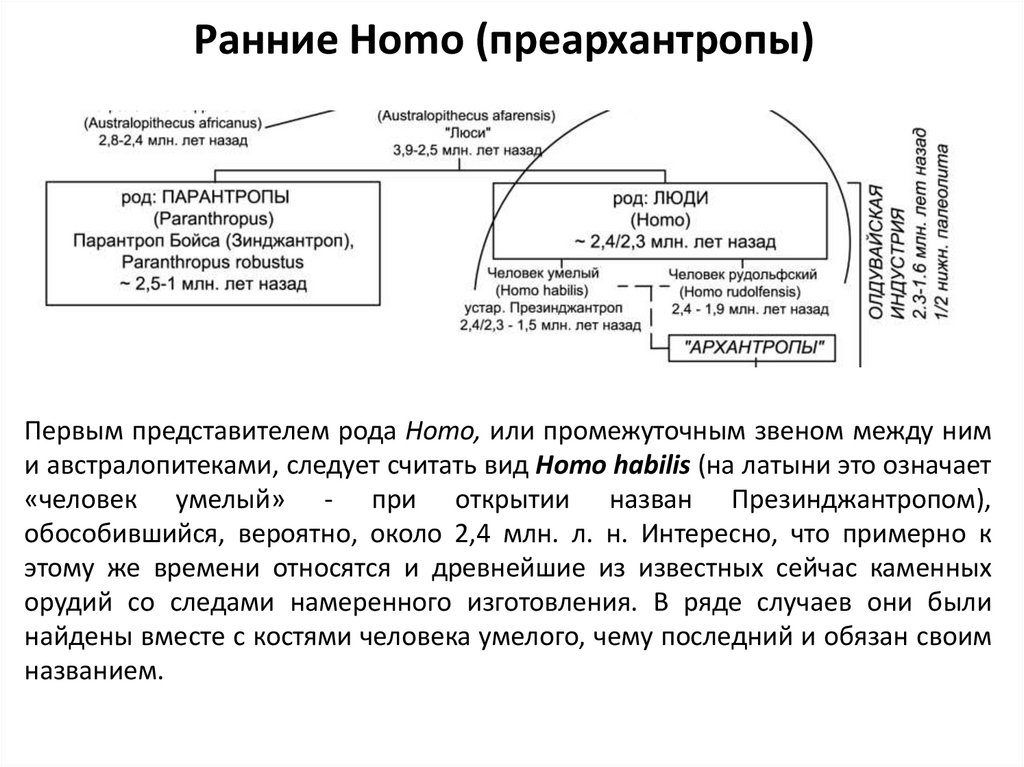 Ранние homo. Преархантропы. Преархантропы характеристика. Преархантропы таблица.