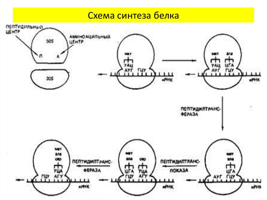4 этапы синтеза белка. Биосинтез белка эукариот схема. Биосинтез белка схема. Синтез белка схема. Схема синтеза бился схема.