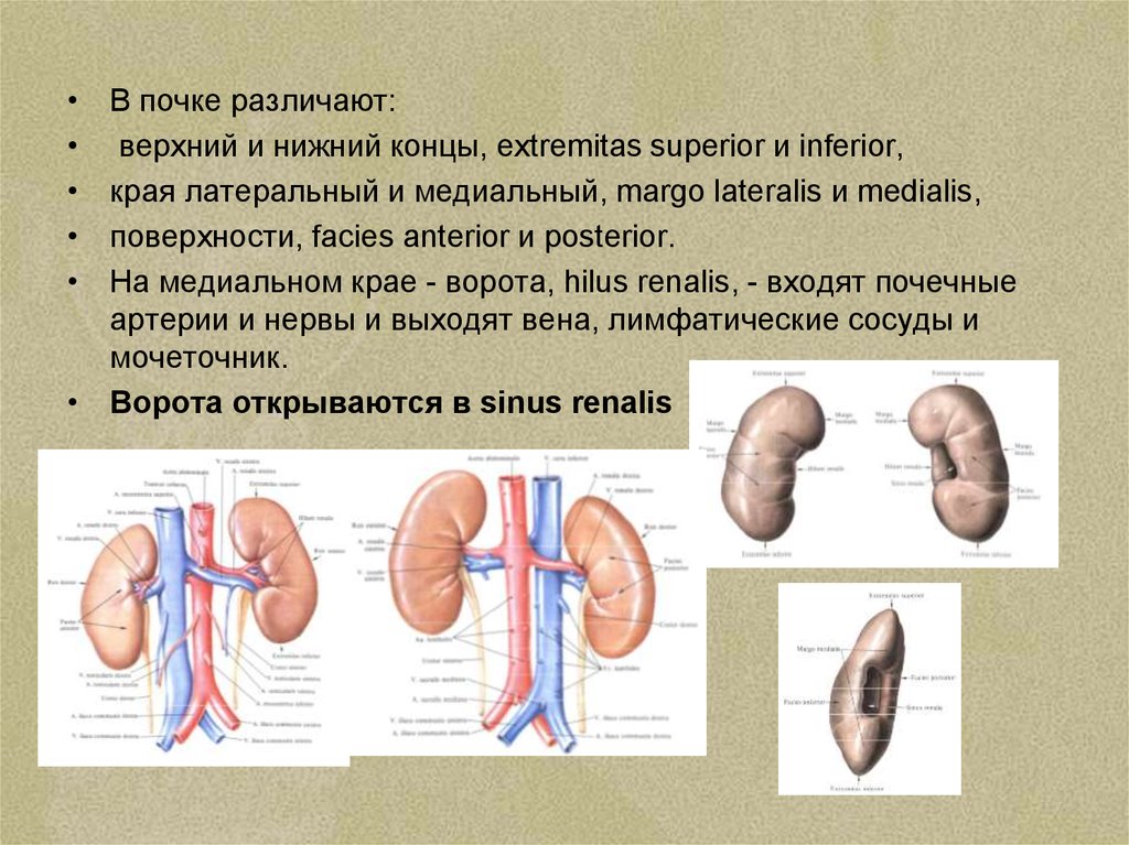 Укажите края почки. Мочеполовая система почки анатомия. Функциональная анатомия мочеполовой системы. Наружный край почки.