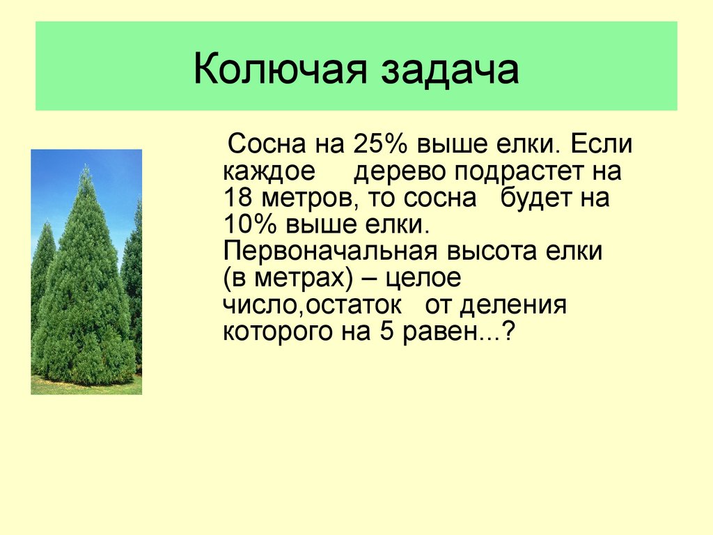 Метров ель. Ель и сосна задания. Ель высота. Елка метр. Максимальная высота ели.