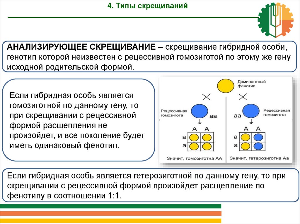 При анализирующем скрещивании определяют