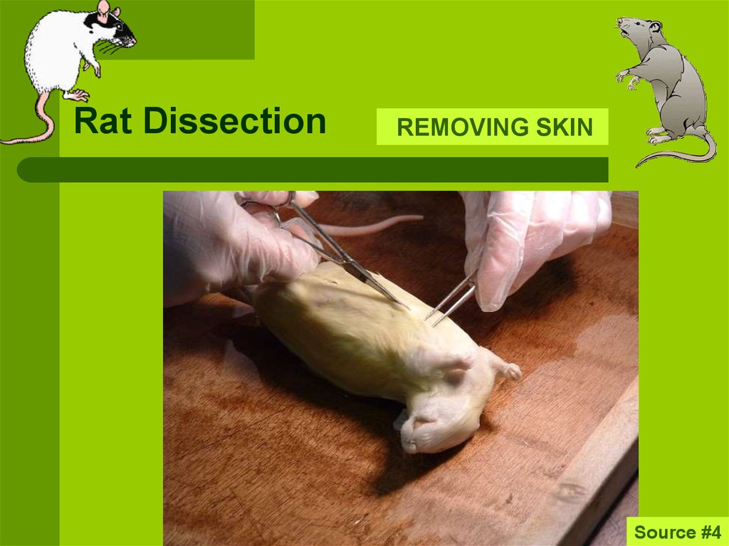 Rat Dissection Online Presentation