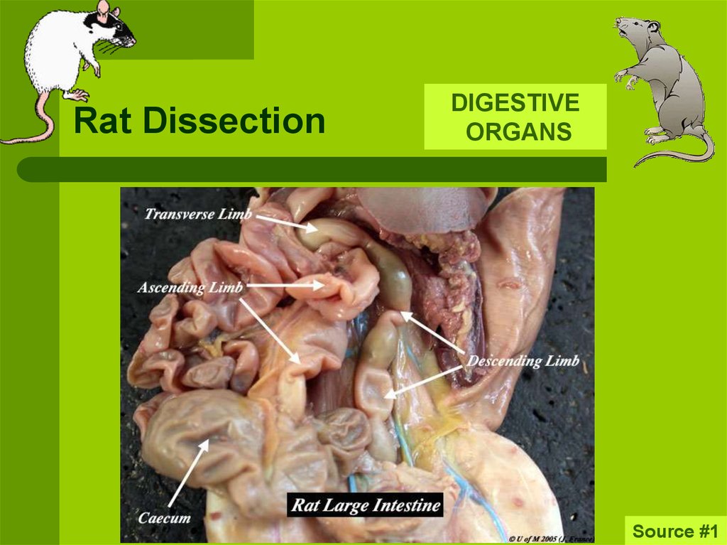 Rat Dissection - online presentation