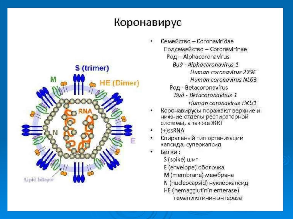 Коронавирус в рязанской области на сегодня. Коронавирус 19 строение вируса. Коронавирус строение вируса описание. Коронавирус схема строения вириона. Коронавирус вирус строение рисунок.