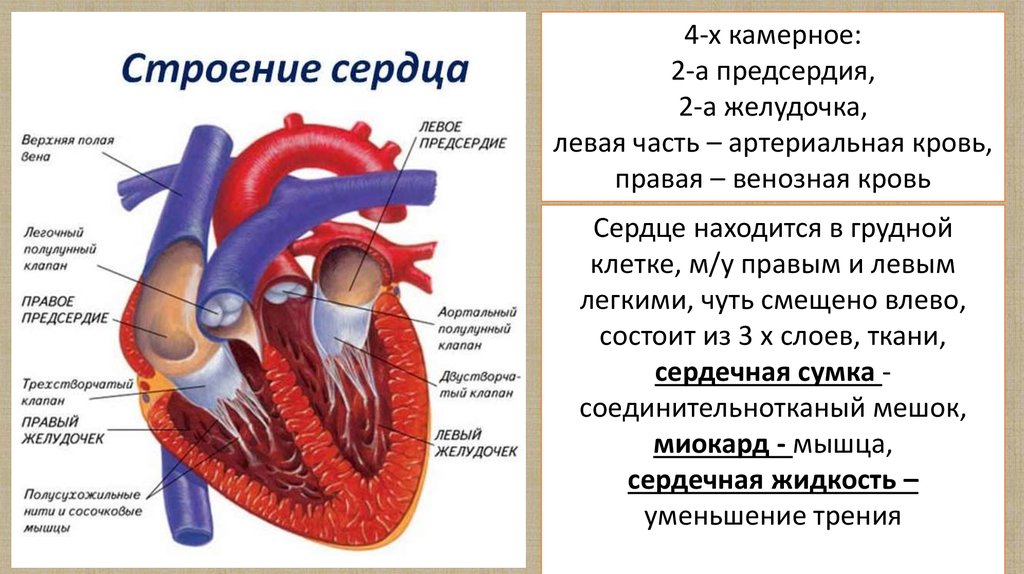 Сколько вен впадает в левое предсердие. Строение сердца человека. Внутреннее строение сердца. Общая схема строения сердца. Строение перикарда сердца.