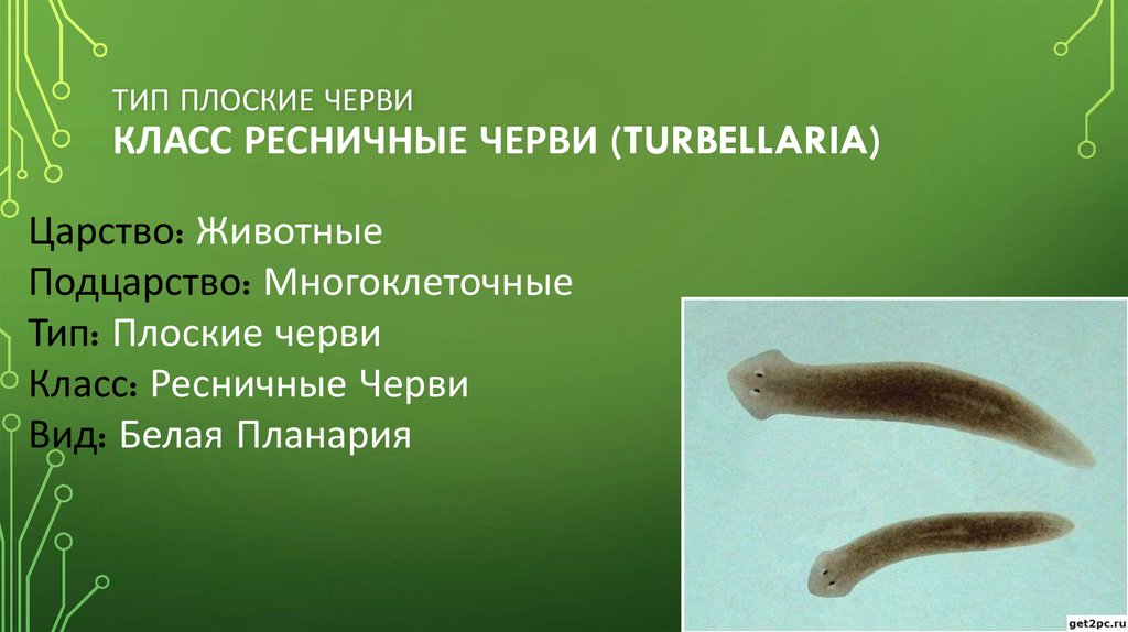 Тест по плоским червям. Тип плоские черви турбеллярии. Тип плоские черви белая планария. Тип плоские черви класс Ресничные черви. Белая планария таксономия.