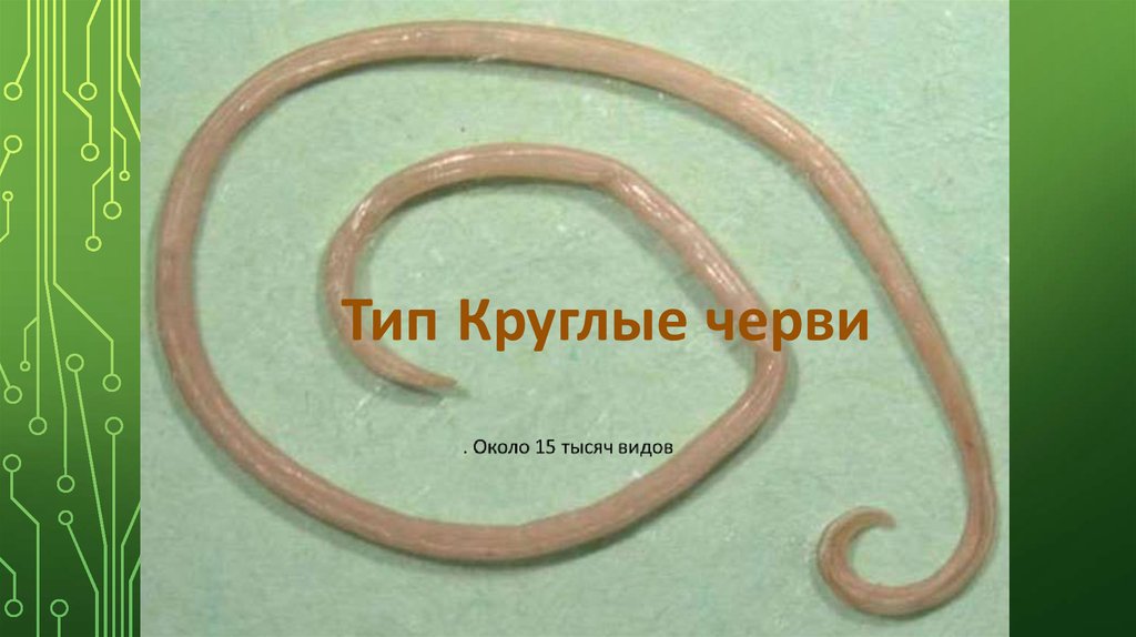 Тип Круглые черви