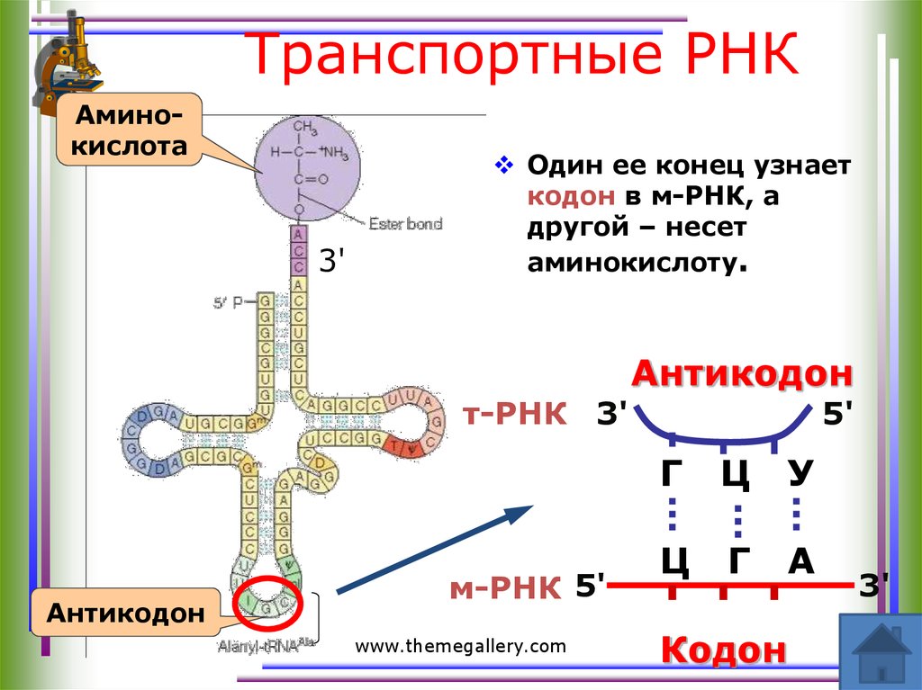 Транспортные РНК