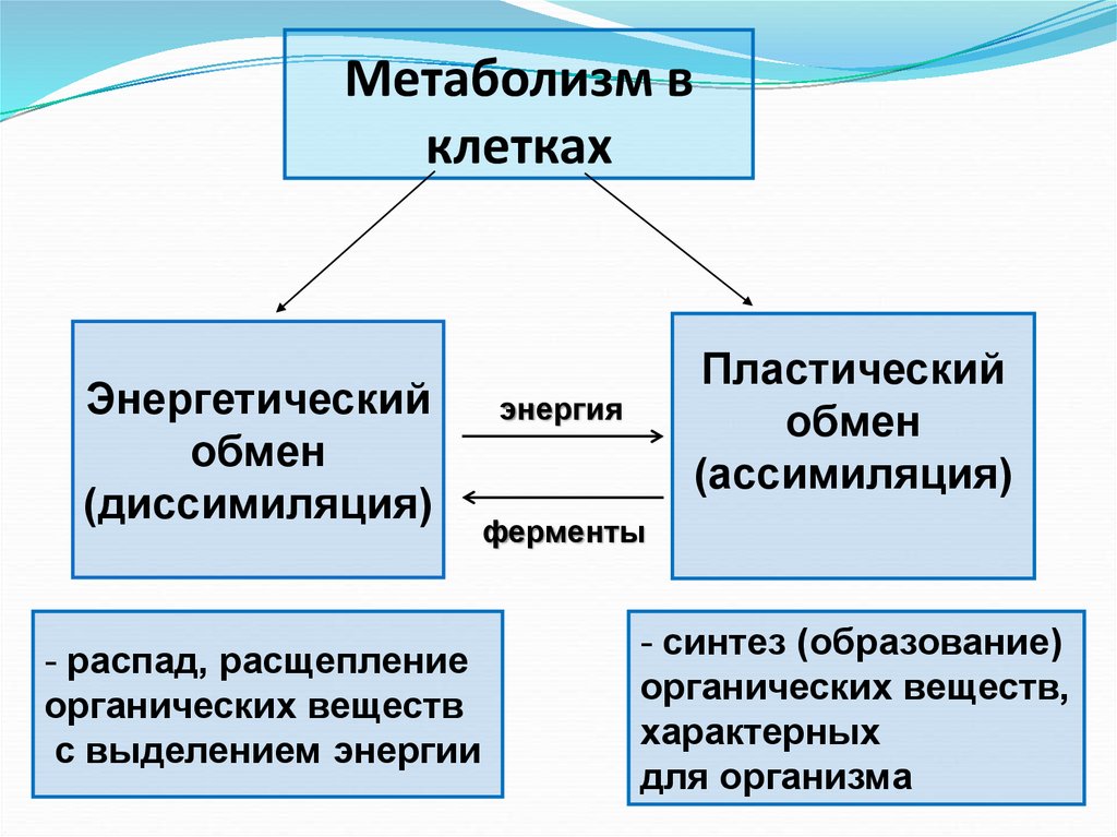 Метаболизм в клетках