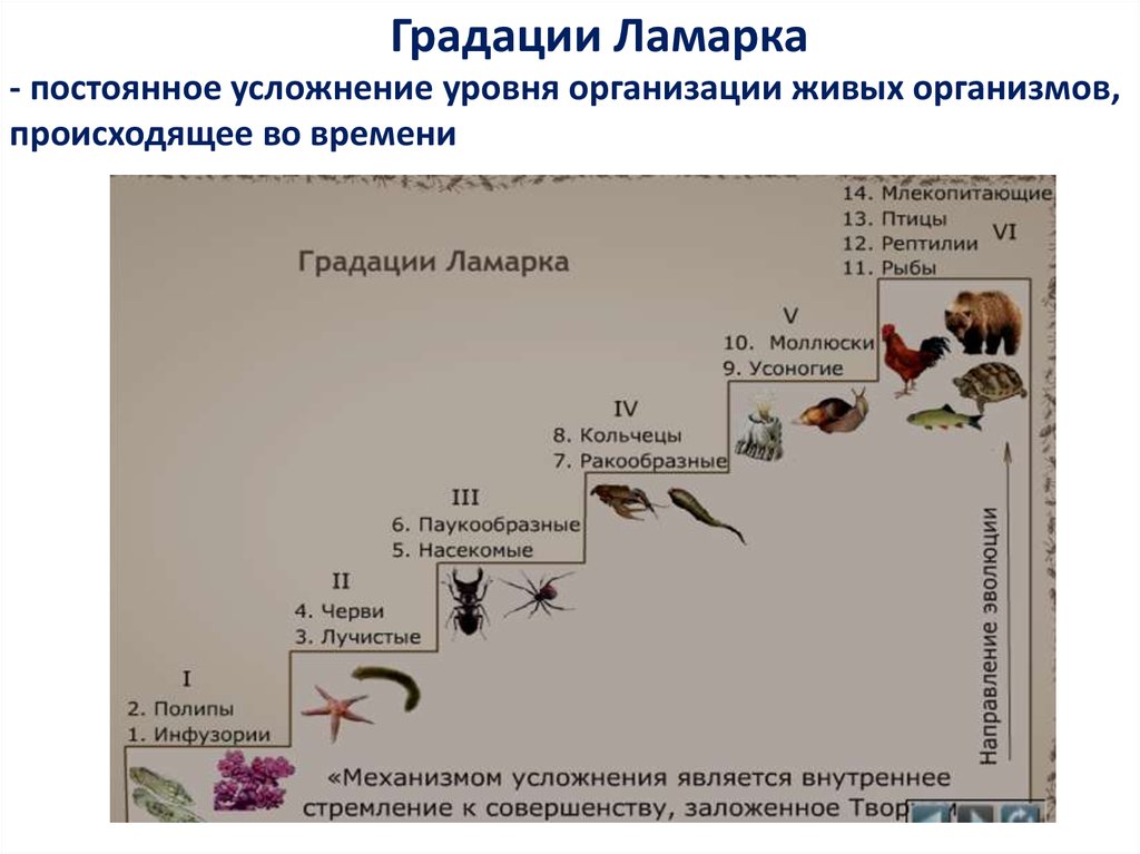 Примеры эволюции живых организмов