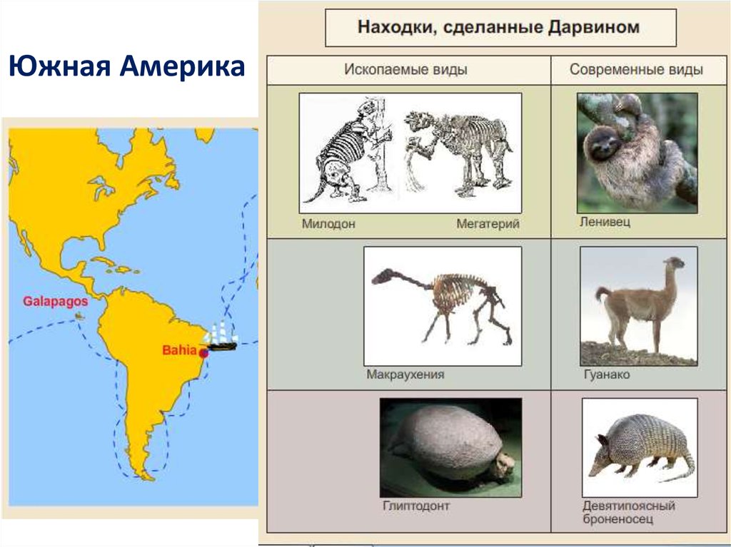 Дарвин южная америка