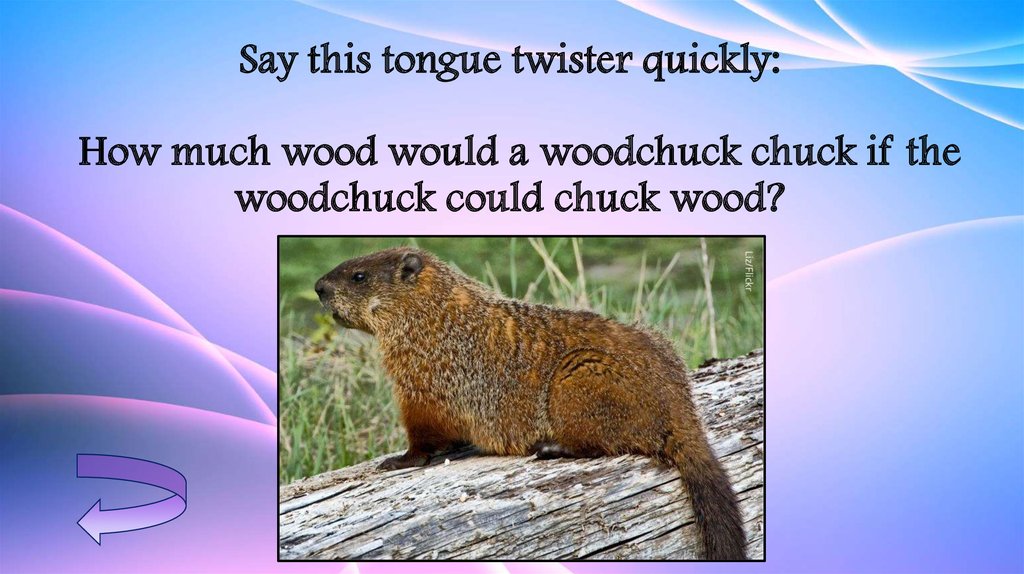 Скороговорка про бобра. Woodchuck Chuck. Скороговорка Woodchuck Chuck. How much Wood would a Woodchuck Chuck скороговорка. Chuck Wood скороговорка.