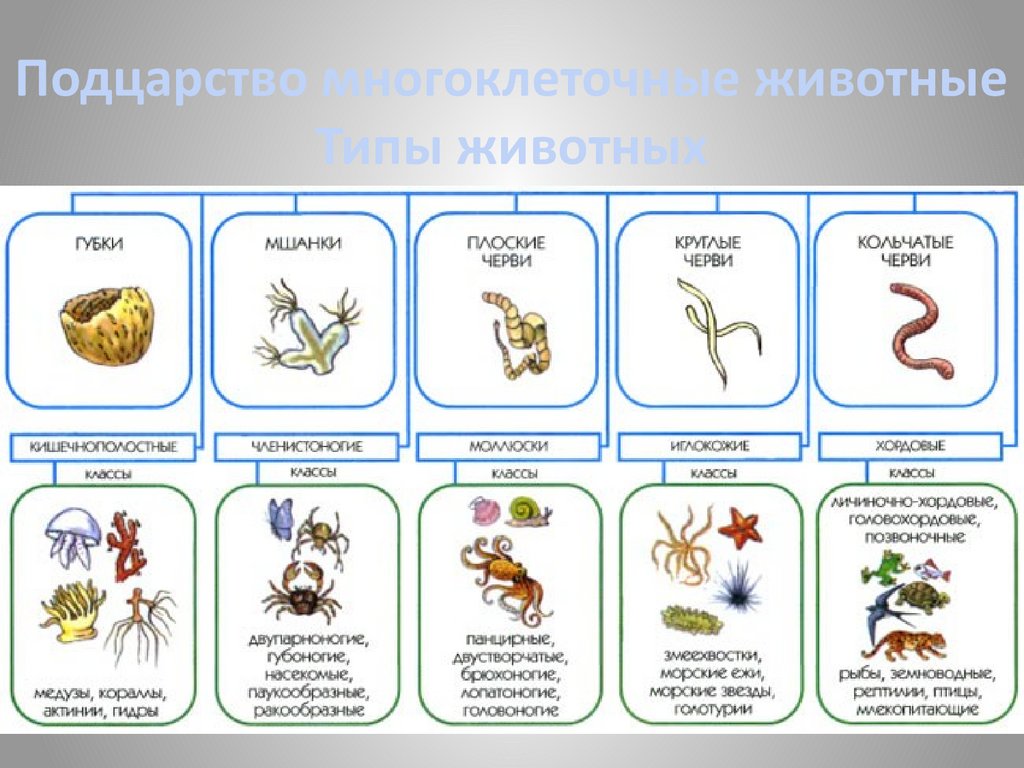 4 классификации животных. Классы животных классификация. Типы царства животных. Зоология классификация животных. Классы животных в биологии.