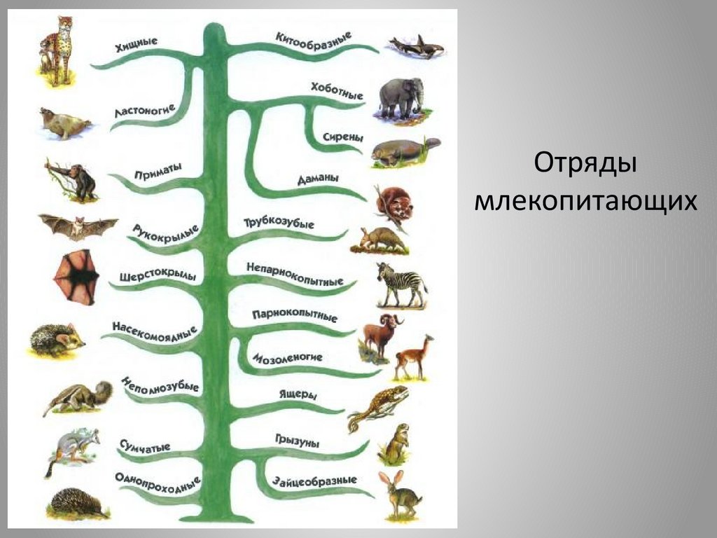 Типы животных классификация таблица. Систематика животных биология. Царство животных классификация схема 3 класс. Систематика царство млекопитающих 7 класс. Отряды млекопитающих схема.