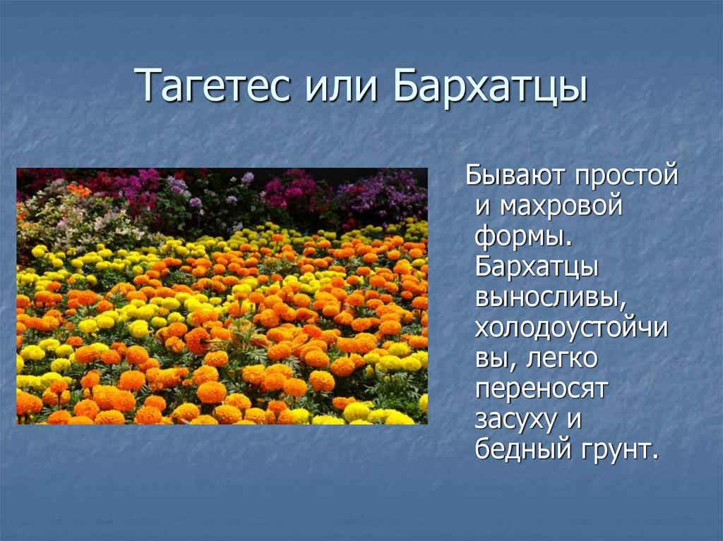 Презентация о бархатцах