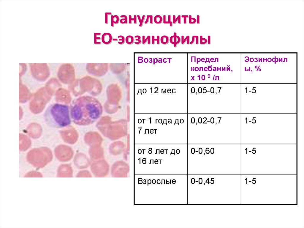 Эозинофилы в крови 0. Эозинофилы лейкоцитарная формула. Гранулоциты характеризуются. Гранулоциты гранулоциты. Гранулоциты это.