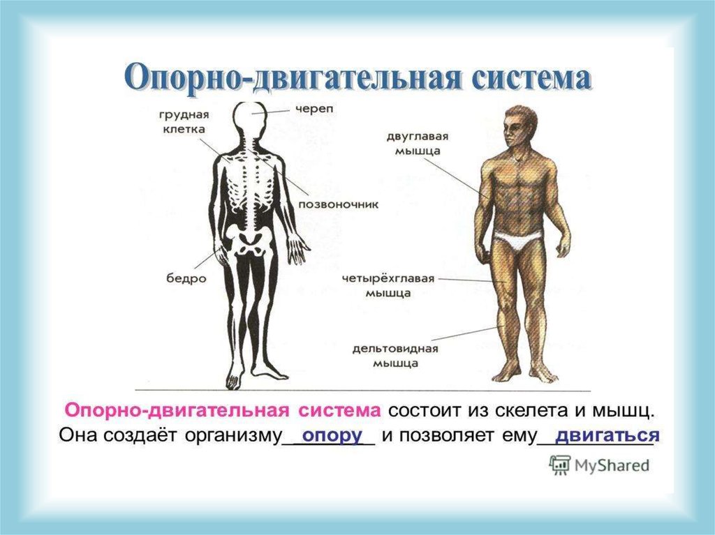 Части тела человека 3 класс