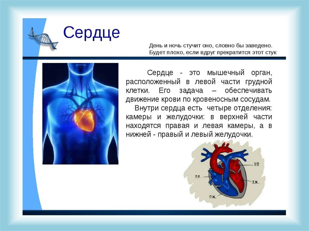 В которых любому органу будет. Доклад по органам человека 2 класс. Информация о работе сердца. Рассказ про сердце человека.