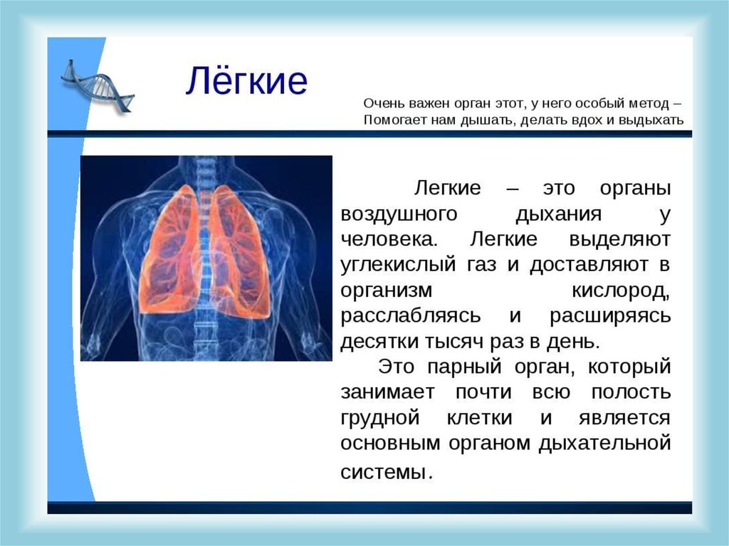 Много информации о легких. Проект органы человека. Сообщение о органе человека. Информация о легких.
