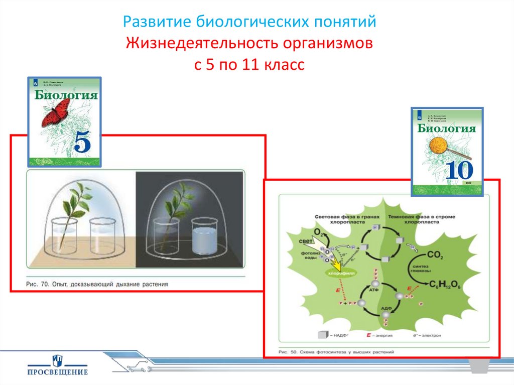 Как развивалась жизнь на земле презентация 5 класс сивоглазов