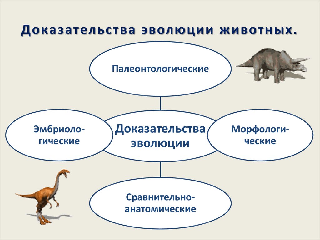 Схема эволюции животного мира 8 класс