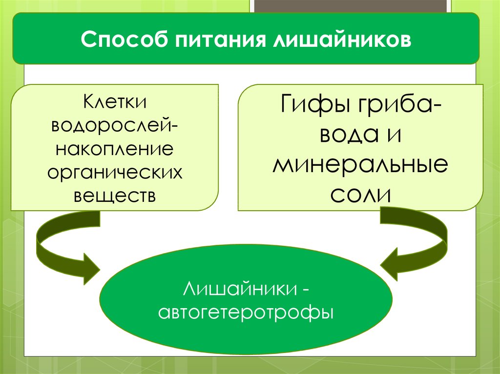 Схема питание лишайников