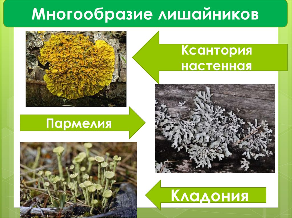 Лишайники оренбургской области презентация