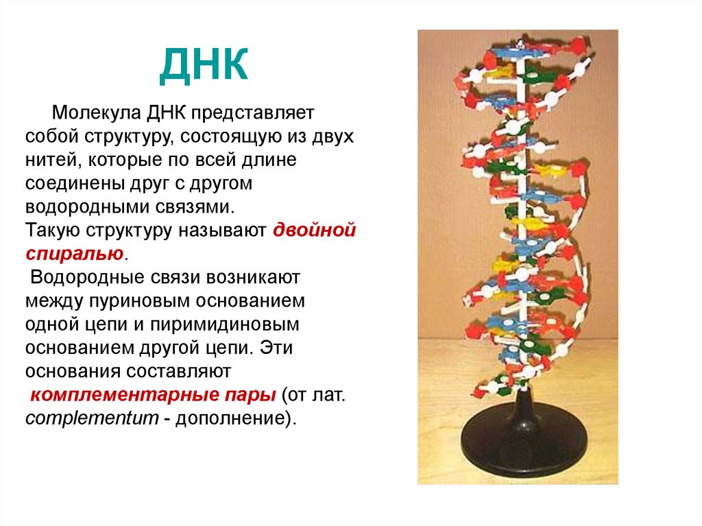 Структуры молекулы днк установили. ДНК представляет собой. Молекула ДНК представляет собой. Структура ДНК представляет собой. Структура молекулы ДНК представляет собой.
