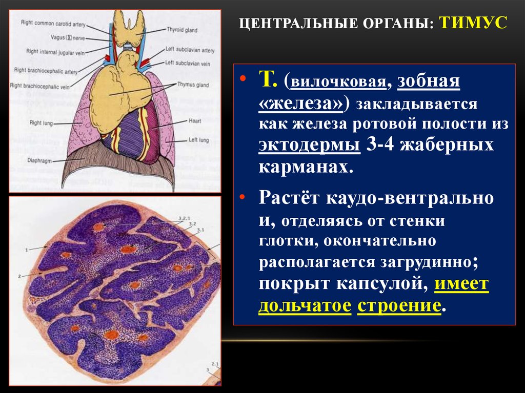 Селезенка это орган. Внутреннее строение вилочковой железы. Синтопия вилочковой железы. Структура тимуса. Вилочковая железа строение.