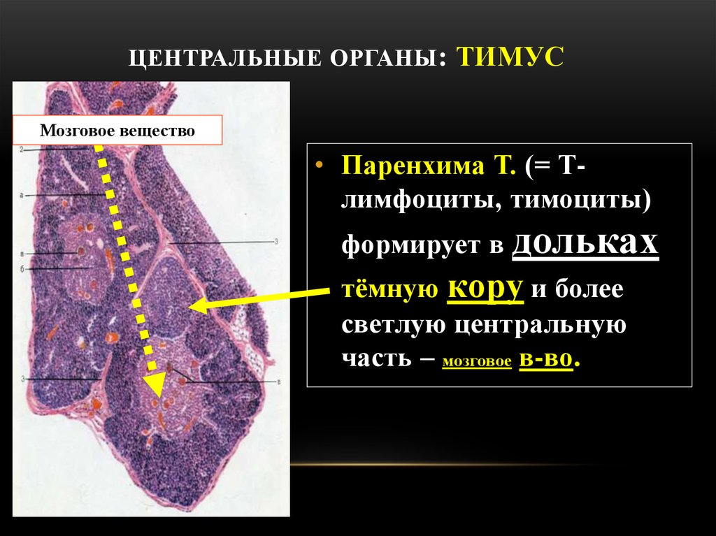 Какой цифрой на рисунке обозначен тимус