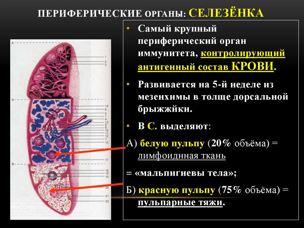Внутренний орган селезенка