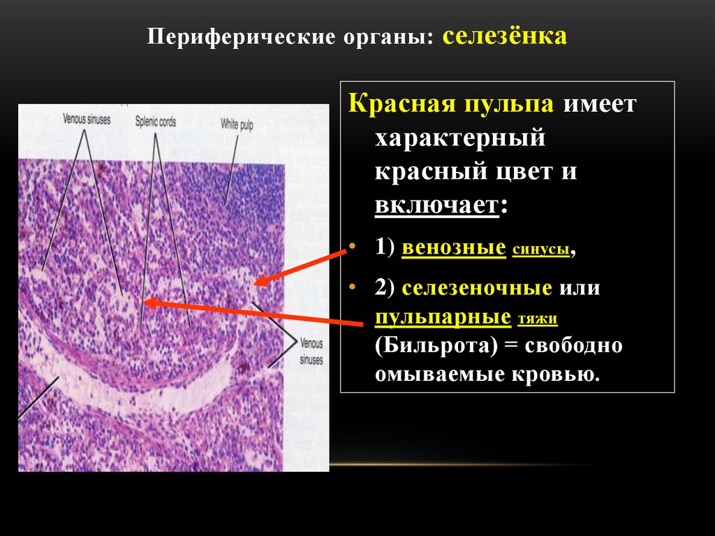 Селезенка это орган. Периферические органы иммунной системы строение селезенки. Лимфатическая система селезенка. Почему селезенка периферический орган. Селезенка кошки много опухолей.