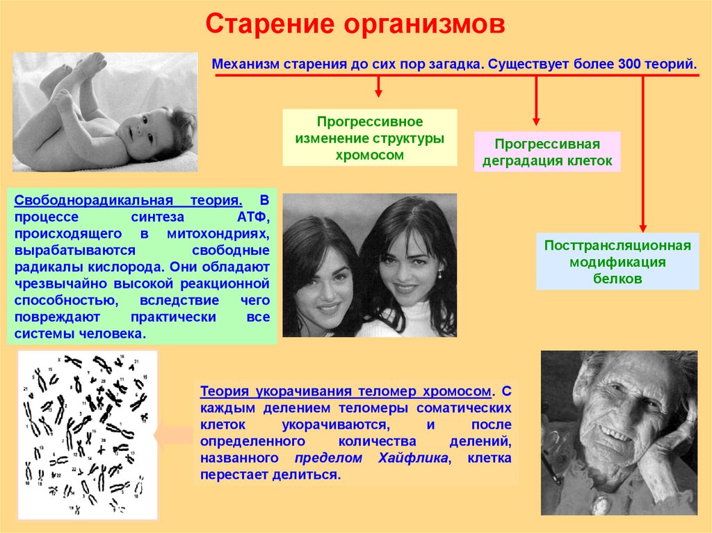 Презентация механизмы старения