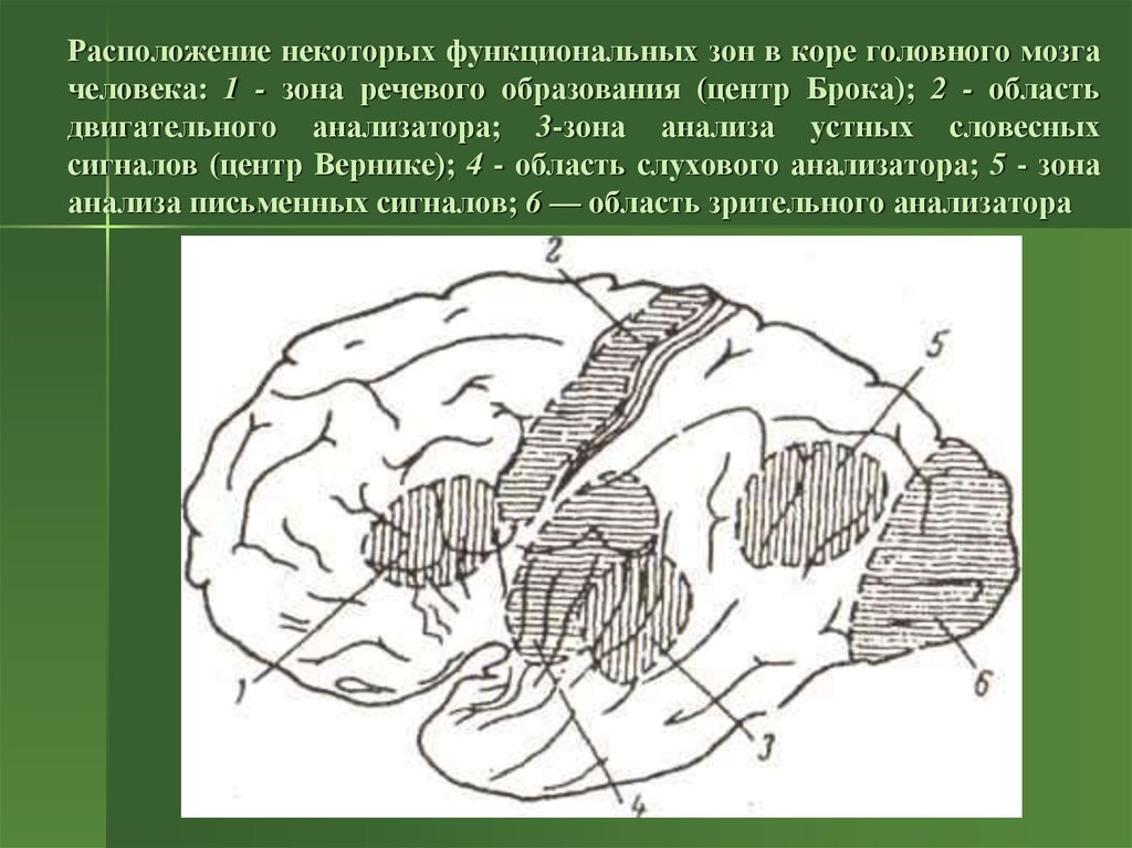 Зона речи. Двигательный анализатор речи центр Брока. Кора мозга центр Вернике. Расположение зон коры головного мозга. Схема локализации речевых центров.